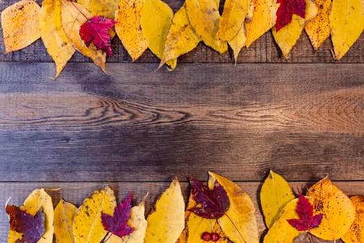 Red, yellow, orange autumn leaves, as well as berries and cones lie on wooden boards. Background image.