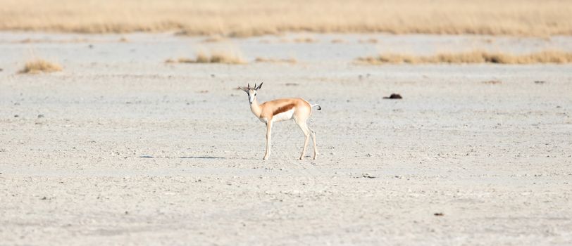 Lone springbok in the Makgadikgadi, Botswana