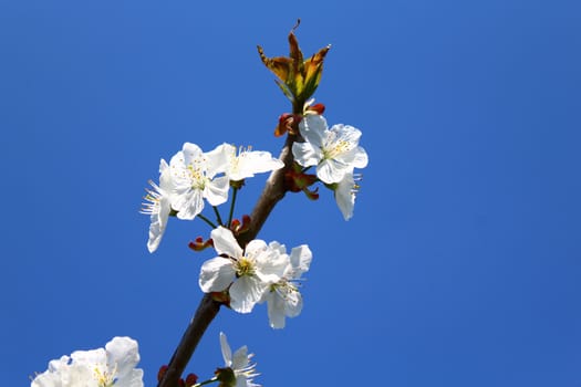 The picture shows cherry blossoms in the spring.