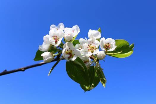 The picture shows wonderful apple tree blossoms in front of the blue sky.