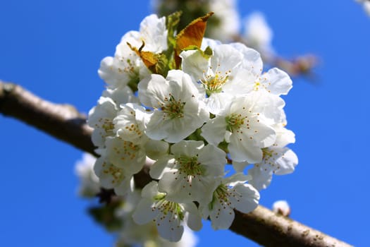 The picture shows cherry blossoms in the spring.