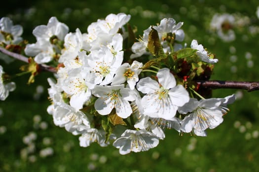 The picture shows cherry tree blossoms in front of a meadow.