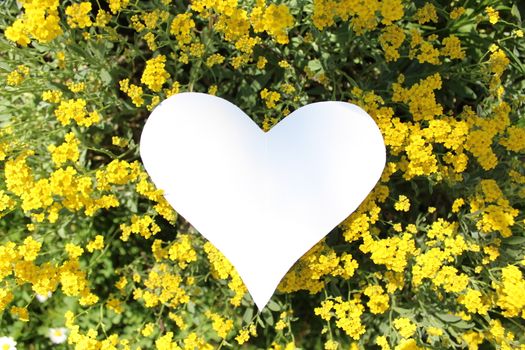 The picture shows a white heart on sweet alyssum.