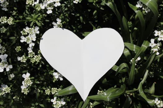 The picture shows a white heart on sweet alyssum.