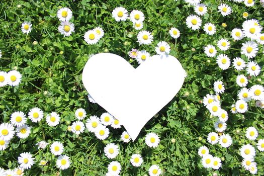 The picture shows a white heart on a meadow with daisy flowers.