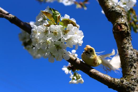 The picture shows a bird in the blossoming cherry tree.