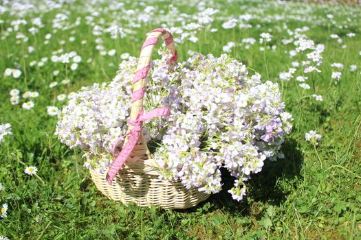 The picture shows cuckoo flowers in a basket on a meadow.