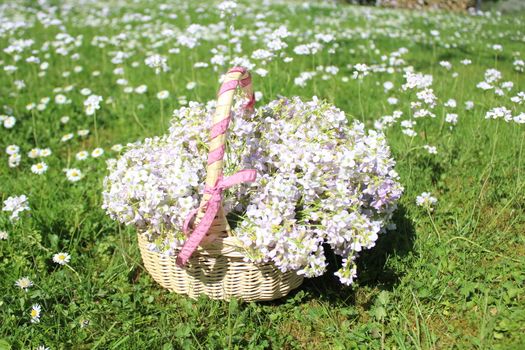 The picture shows a cuckoo flowers in a basket on a meadow.