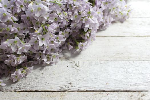 The picture shows a cuckoo flower on wooden boards.