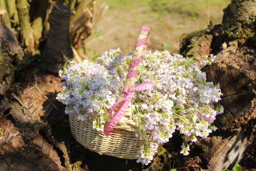 The picture shows a cuckoo flowers in a basket on a tree trunk.