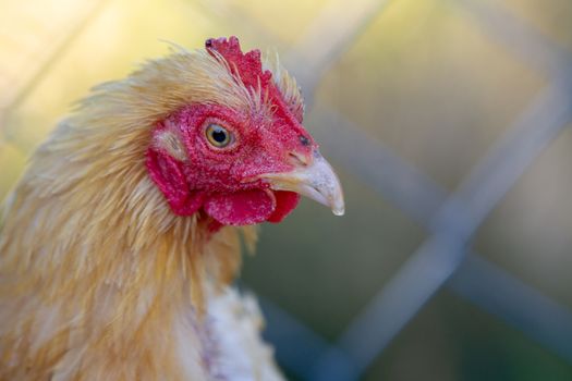 Chicken caged up on a farm