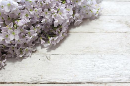 The picture shows a cuckoo flower on wooden boards.