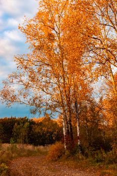 Birches in the autumn forest are covered with orange and yellow leaves. Against the sunset sky.