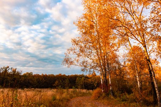 Birches in the autumn forest are covered with orange and yellow leaves. Against the sunset sky.