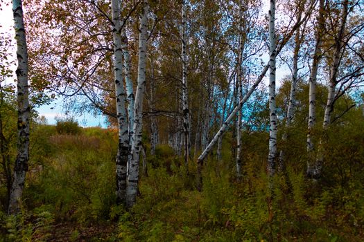 Birches in the autumn forest are covered with orange and yellow leaves. Against the sunset sky.