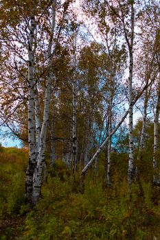 Birches in the autumn forest are covered with orange and yellow leaves. Against the sunset sky.