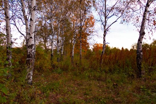 Birches in the autumn forest are covered with orange and yellow leaves. Against the sunset sky.