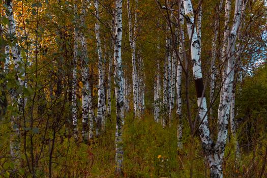 Birches in the autumn forest are covered with orange and yellow leaves. Against the sunset sky.