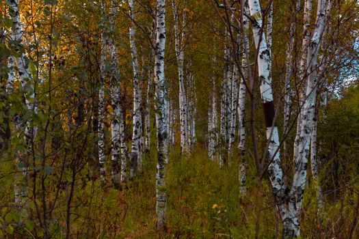 Birches in the autumn forest are covered with orange and yellow leaves. Against the sunset sky.