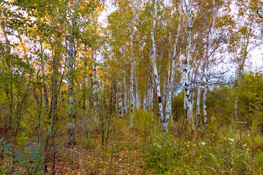 Birches in the autumn forest are covered with orange and yellow leaves. Against the sunset sky.