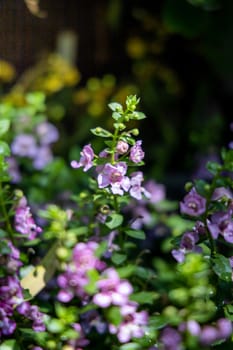 The background image of the colorful flowers, background nature