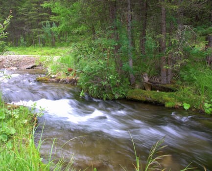 The mountain river runs in a stormy stream through the forest, bending around stones on its way. Altai, Siberia, Russia.