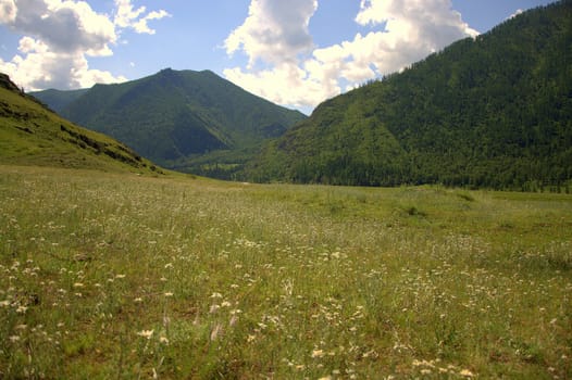 Field sown with grass spread in the valley between the mountains. Altai, Siberia, Russia.