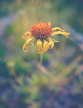Shallow Focus Image Of A Dying Yellow Daisy Flower