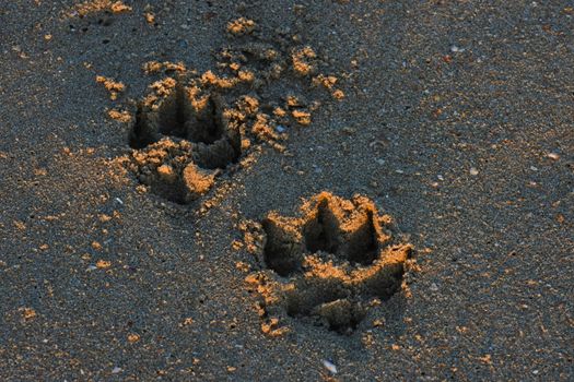 Pet companion dog tracks in beach sand at sunset, Mossel Bay, South Africa