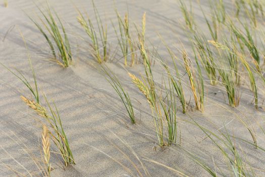 Dune grass blowing in the wind on rippled sandy beach, Mossel Bay, South Africa