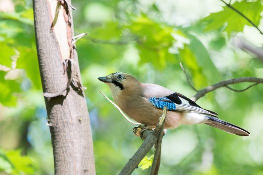 Garrulus glandarius on a branch in the Park