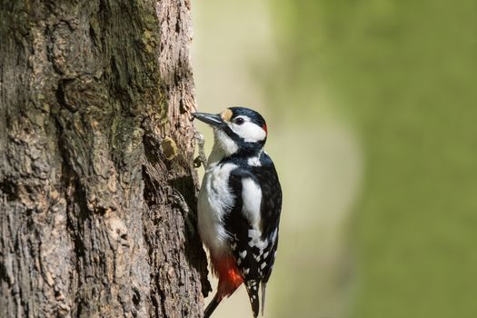 A woodpecker sits on a tree and pecks the bark
