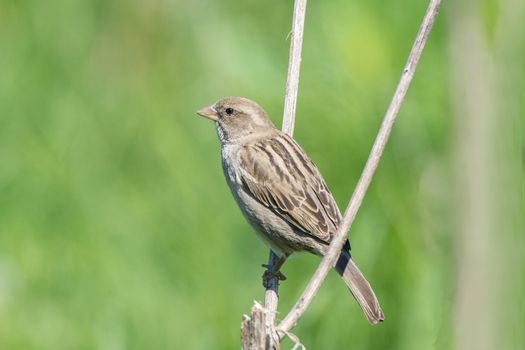 Passer domesticus on a branch, beautiful bird, nature