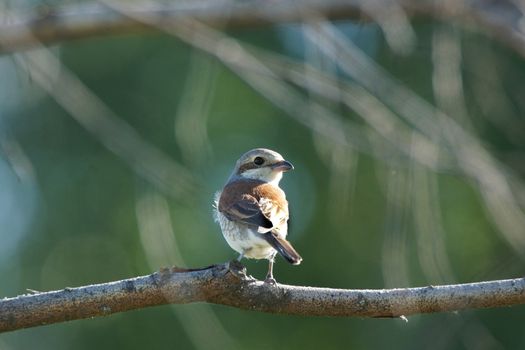  Lanius collurio sits on a branch, a gray bird                          