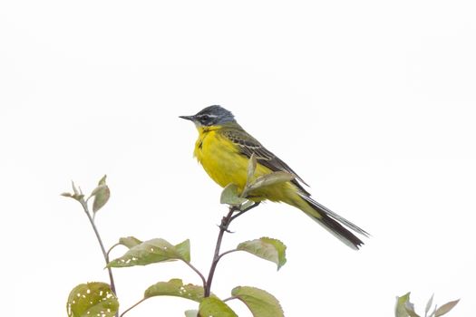 Motacilla flava stands on the ground next to the grass