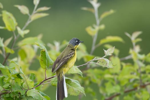 Motacilla flava stands on the ground next to the grass