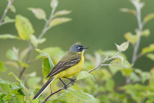 Motacilla flava stands on the ground next to the grass