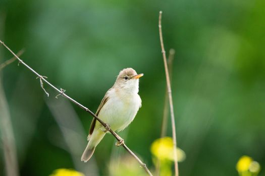 reed sits on a green branch and sings