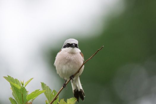 Lanius collurio sits on a branch, a gray bird