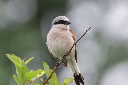 Lanius collurio sits on a branch, a gray bird