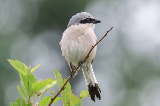 Lanius collurio sits on a branch, a gray bird