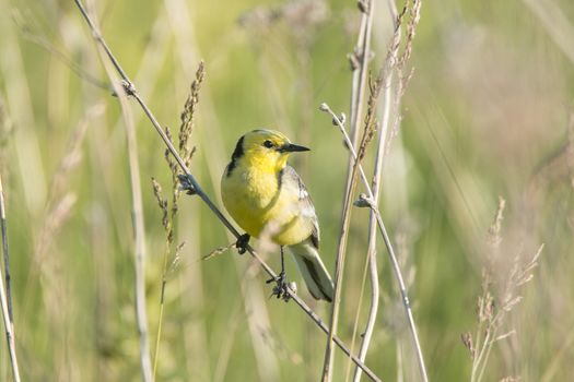 Motacilla flava stands on the ground next to the grass