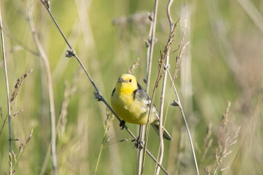 Motacilla flava stands on the ground next to the grass