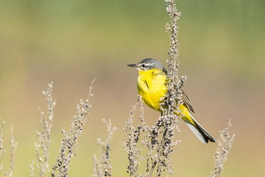 Motacilla flava stands on the ground next to the grass