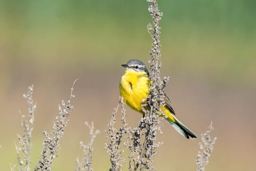 Motacilla flava stands on the ground next to the grass