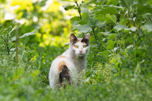 Beautiful red cat on the grass, nature, summer