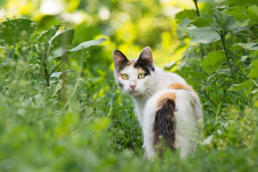 Beautiful red cat on the grass, nature, summer