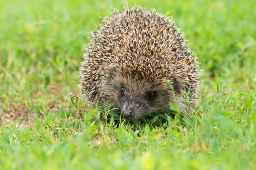 Hedgehog on green grass, hedgehog on nature