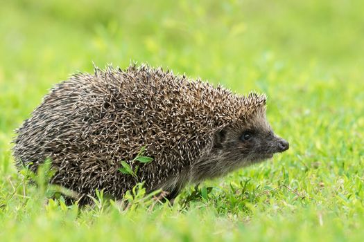 Hedgehog on green grass, hedgehog on nature