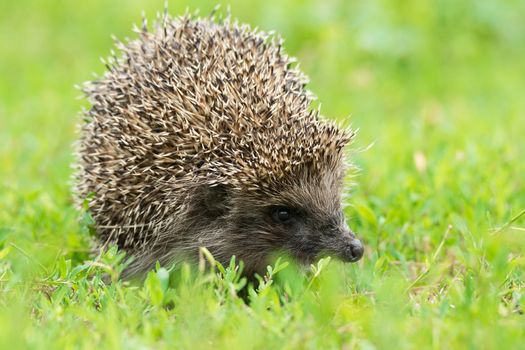 Hedgehog on green grass, hedgehog on nature